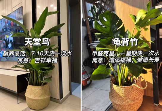 適合放在客廳的綠植，廣西花藝綠植培訓(xùn)分享